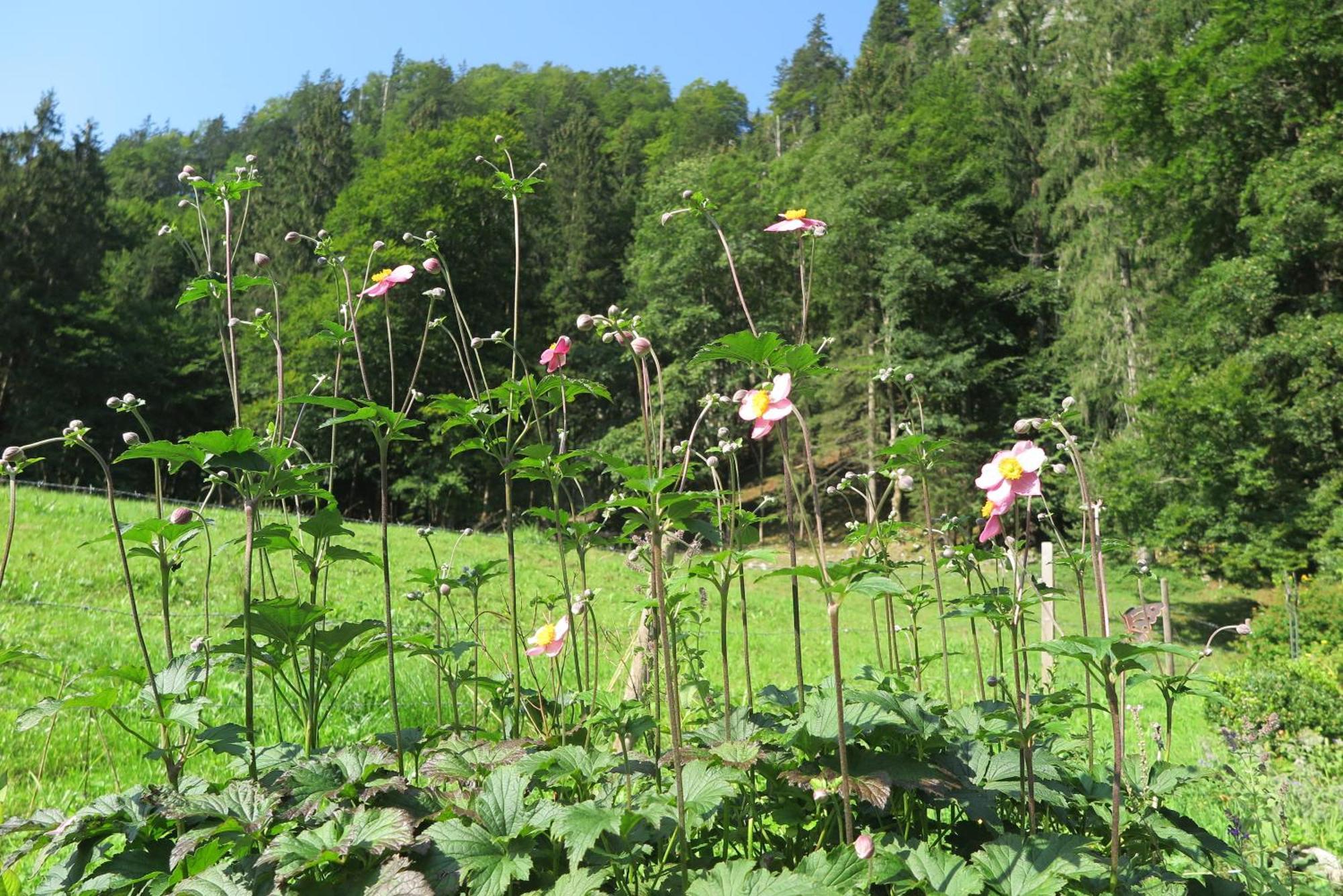 Ferienwohnungen Haus Waldwinkel Aschau im Chiemgau Exteriér fotografie